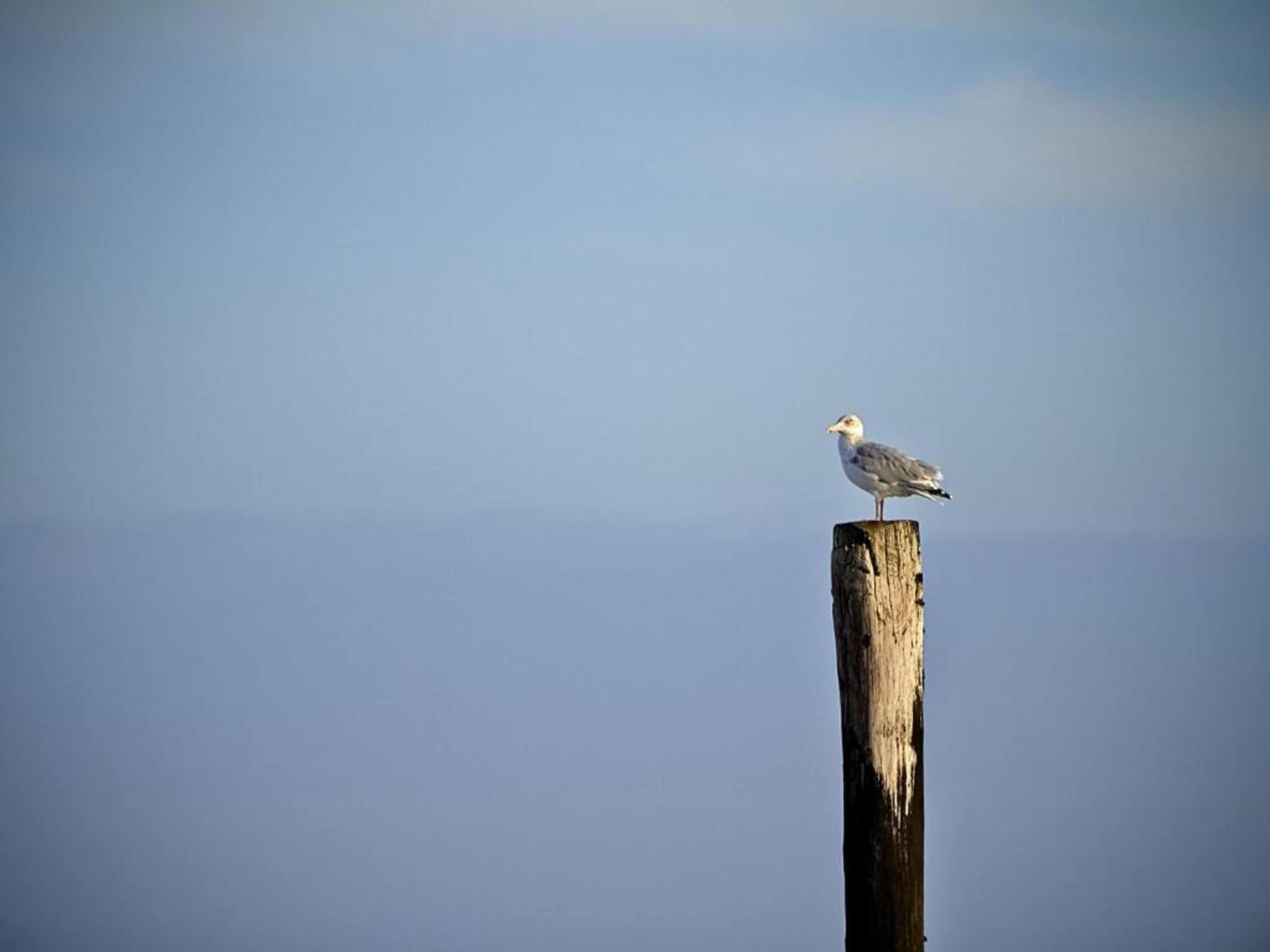 Beach Resort Nieuwvliet-Bad 14 in Nieuwvliet-Bad - Foto 30 van 40