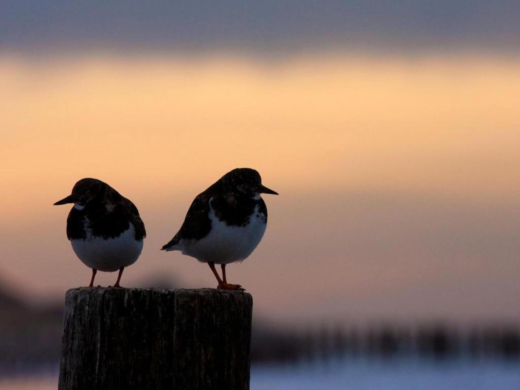 Buitenhof Domburg  14 in Domburg - Foto 17 van 33