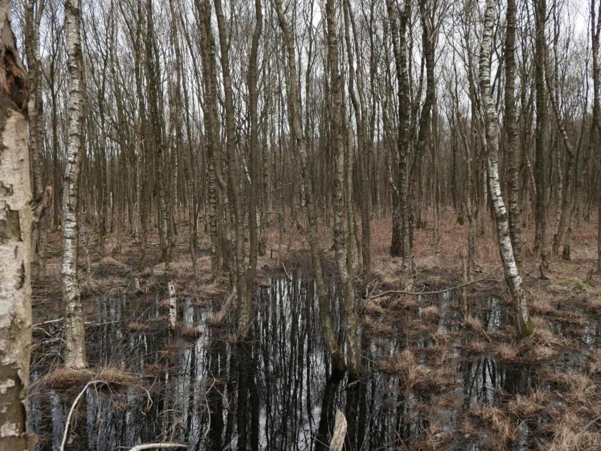 De omgeving van Recreatiepark Tolplas 17 in Hoge Hexel