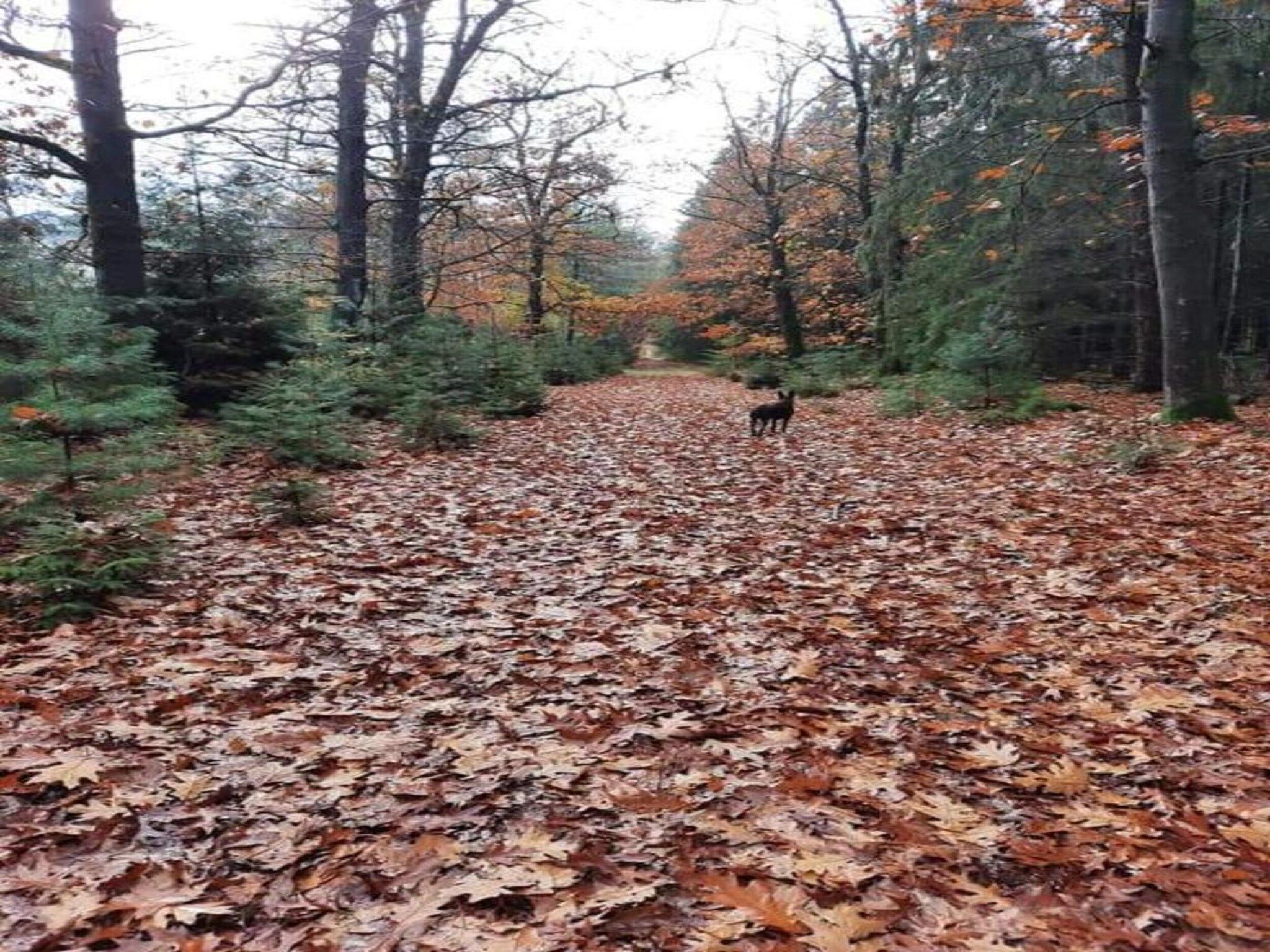 Vakantiepark Hunzedal 15 in Borger - Foto 34 van 40