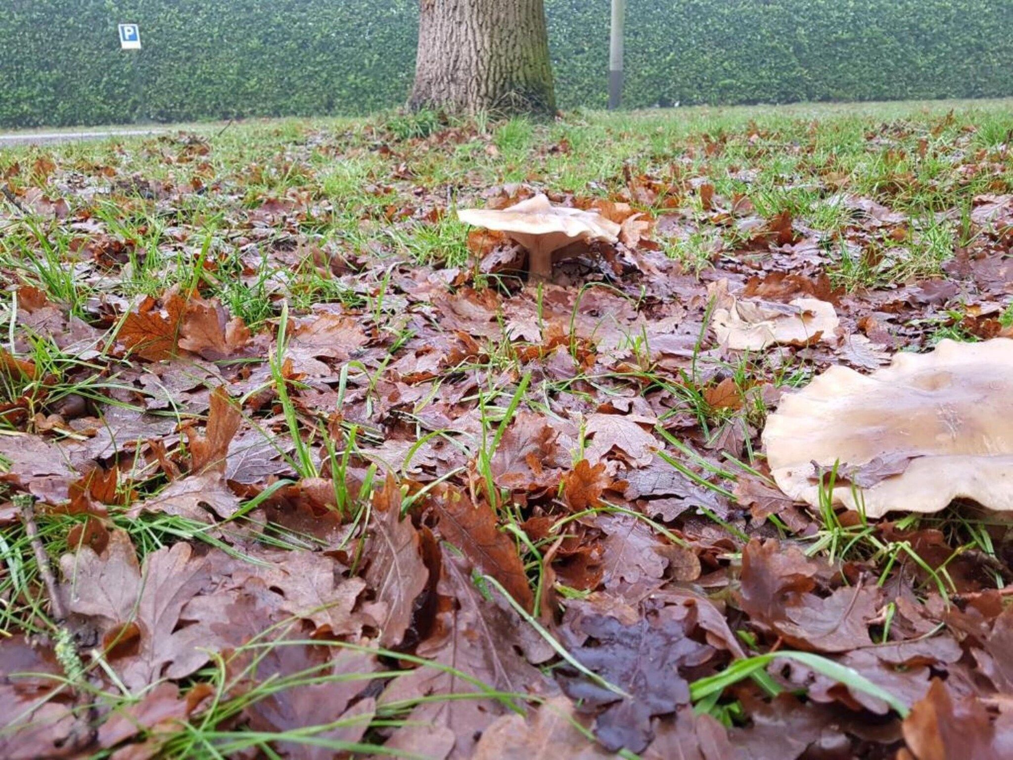 Vakantiepark Klein Vink 19 in Arcen - Foto 36 van 40