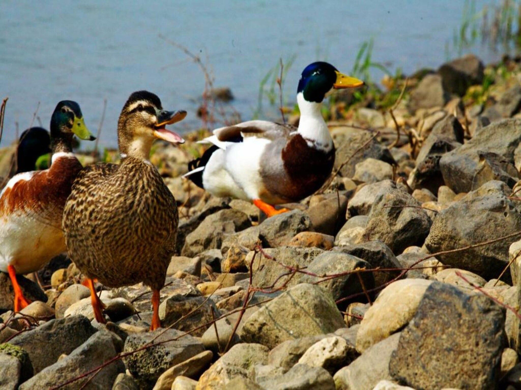 Vakantiepark Klein Vink 19 in Arcen - Foto 30 van 40