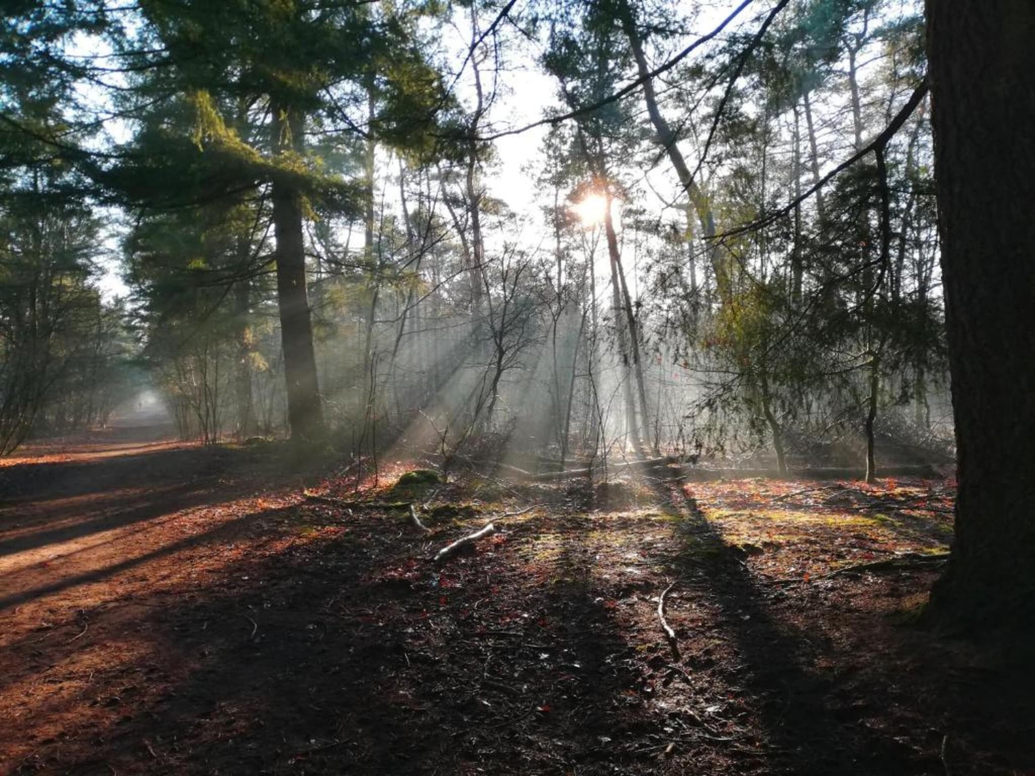 De omgeving van Bospark 't Wolfsven 13 in Mierlo