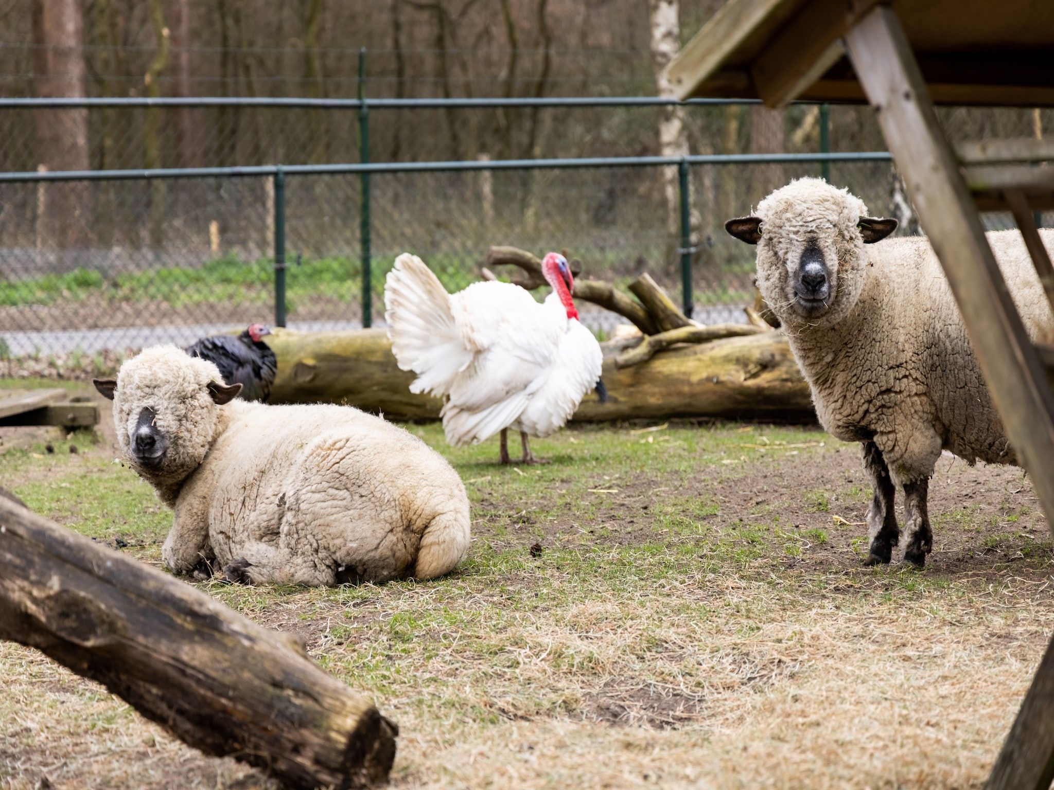 Parkfaciliteiten bij De Veluwse Hoevegaerde 2 in Putten