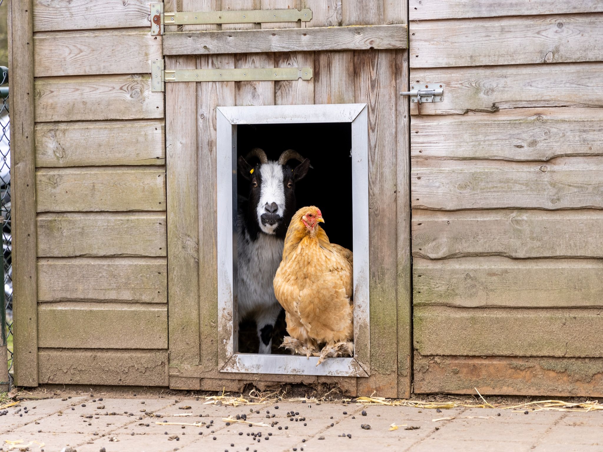 Parkfaciliteiten bij De Veluwse Hoevegaerde 4 in Putten