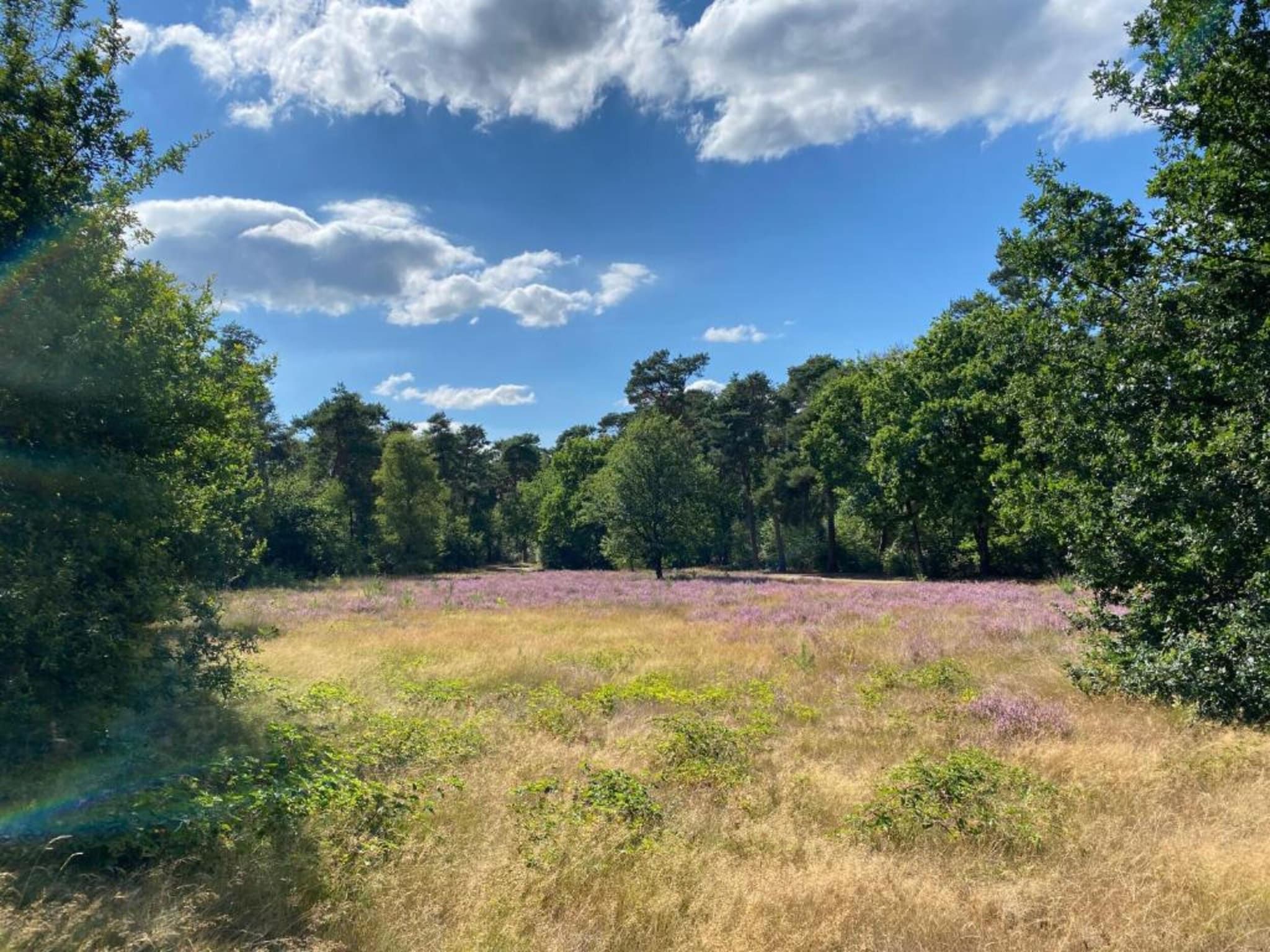 De omgeving van Vakantiepark De Heihorsten 2 in Someren