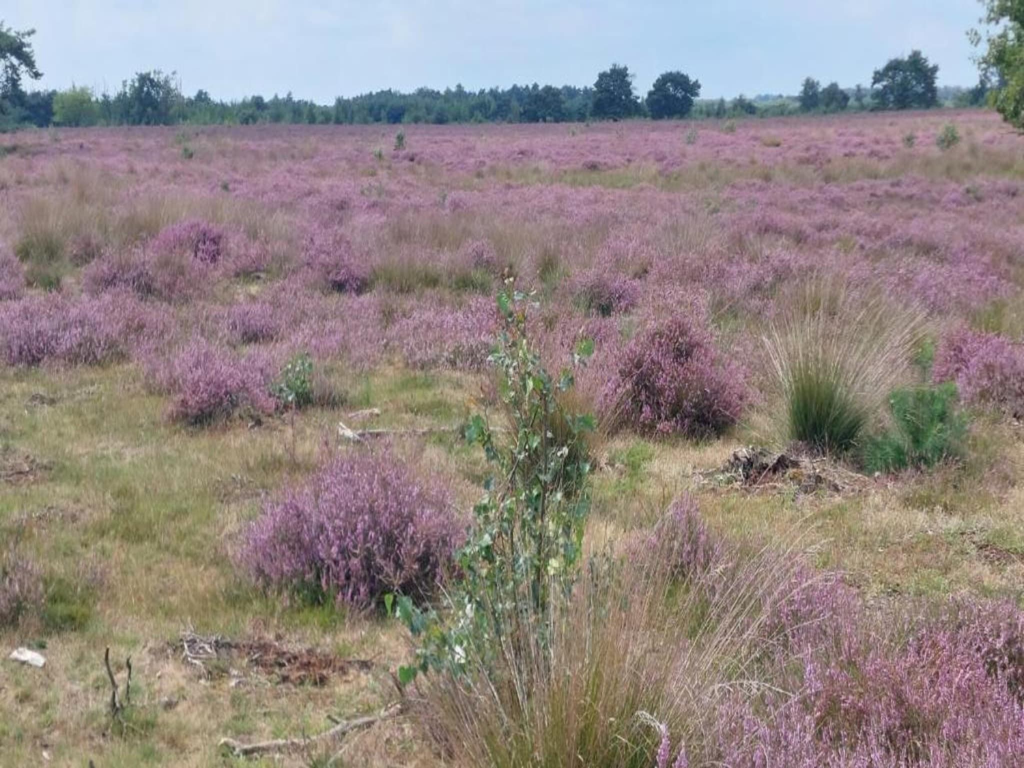 Park De Peel 4 in Vlierden - Foto 28 van 30