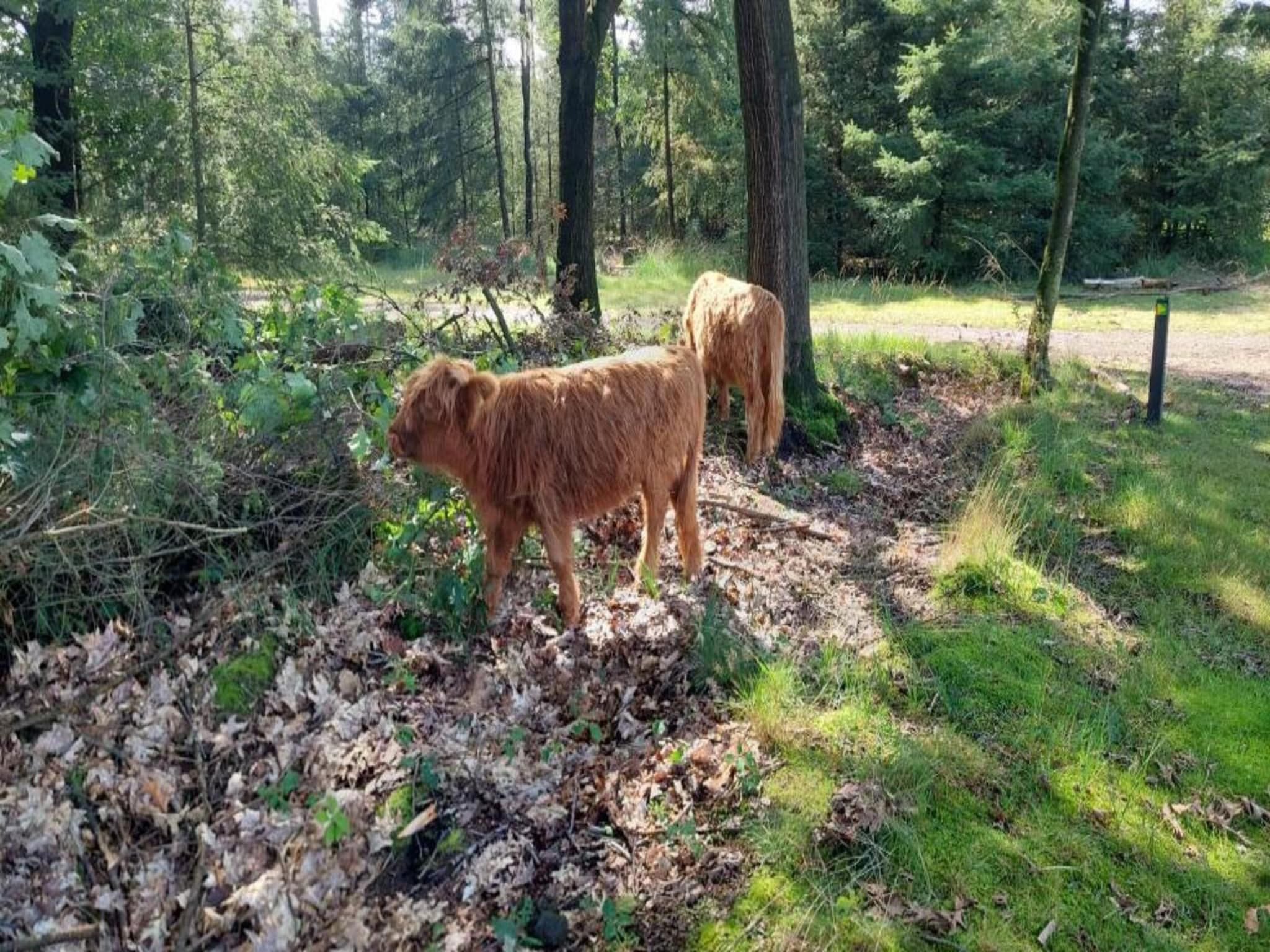 Park De Peel 5 in Vlierden - Foto 30 van 30