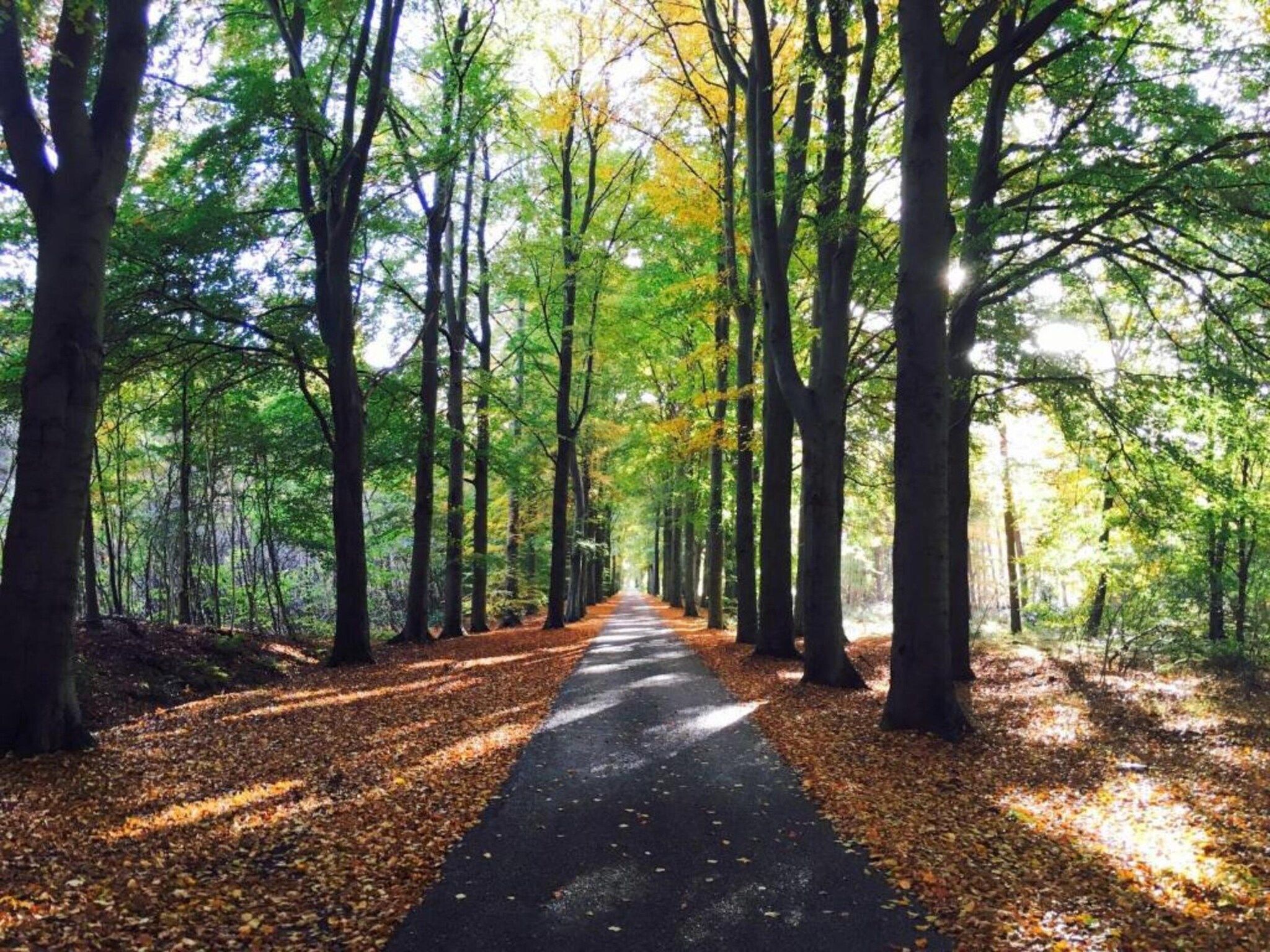 Chalet in Vledder in Vledder - Foto 34 van 40