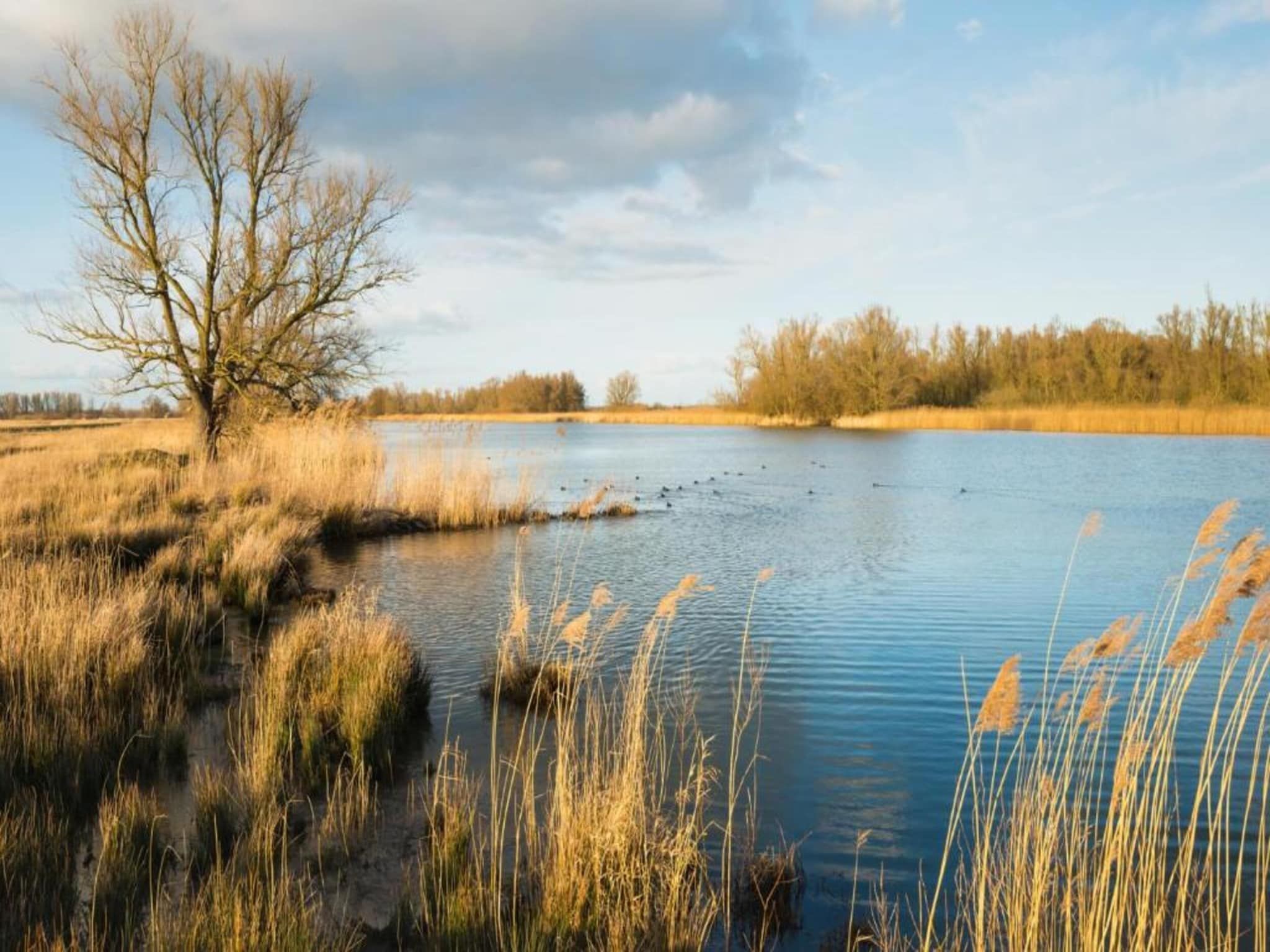 Vakantiepark Latour 3 in Oirschot - Foto 29 van 40