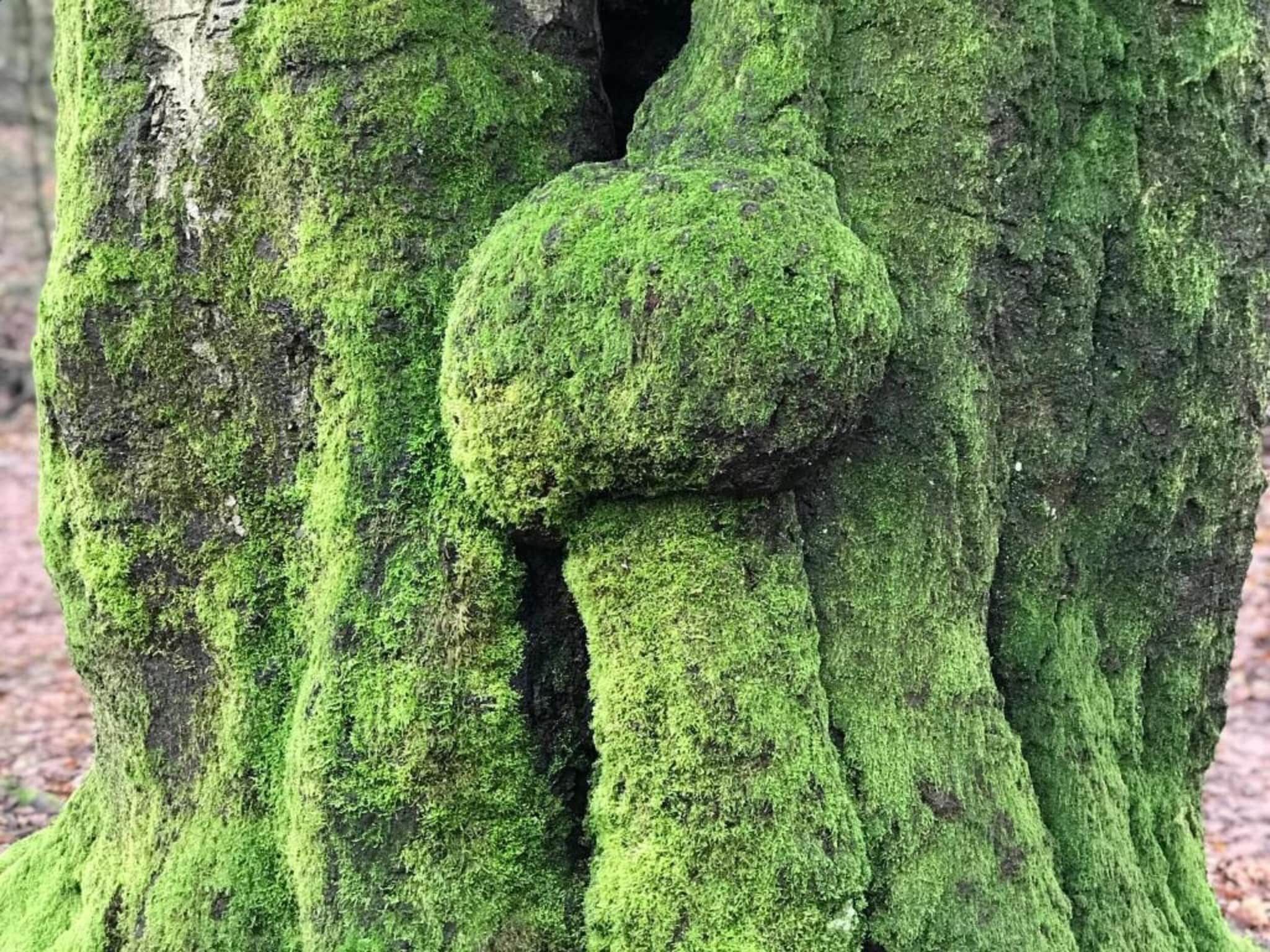 De omgeving van Vakantiepark De Rimboe & De Woeste Hoogte 21 in Hoenderloo