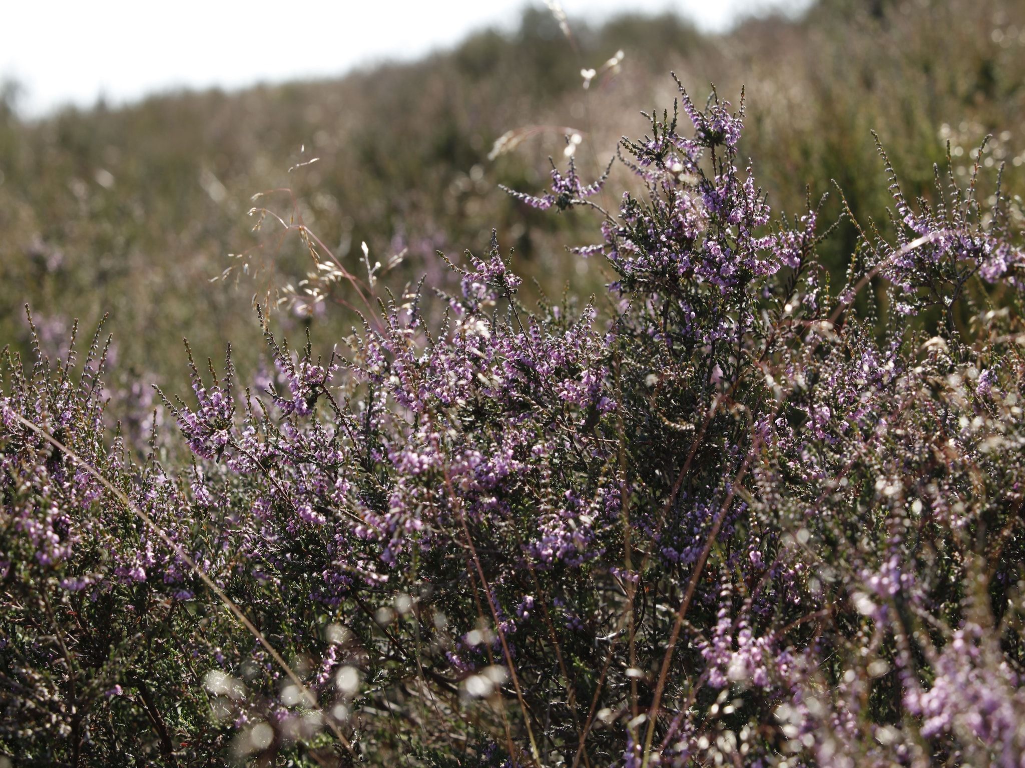 De omgeving van Vakantie bij Meeussen - Schuttersoord 3 in Mook