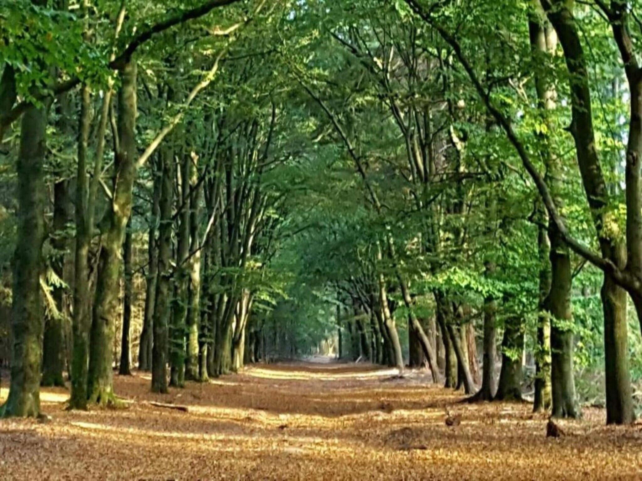 De Veluwse Eekhoorn in Garderen - Foto 31 van 38