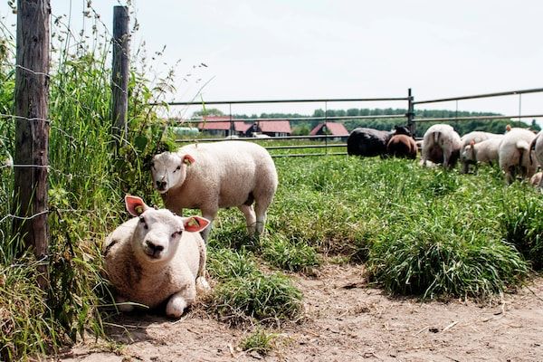 Recreatiepark de Stelhoeve 4 in Wemeldinge - Foto 40 van 40