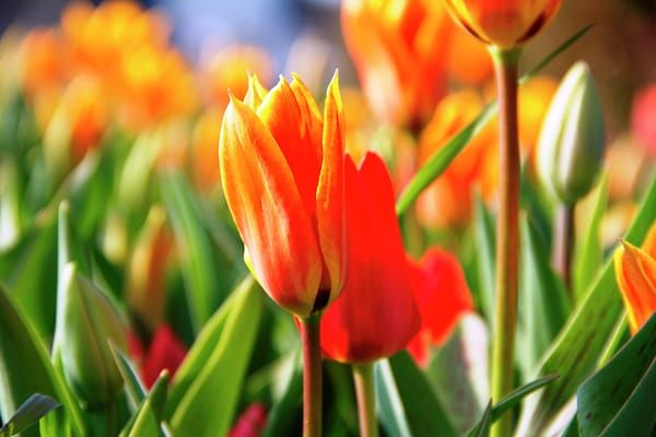 Bungalowpark de Gouden Spar 4 in Noordwijk - Foto 40 van 40