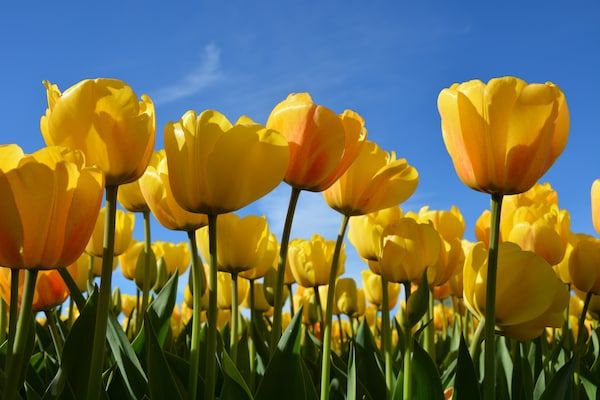Zeearend Boulevard in Noordwijk - Foto 40 van 40