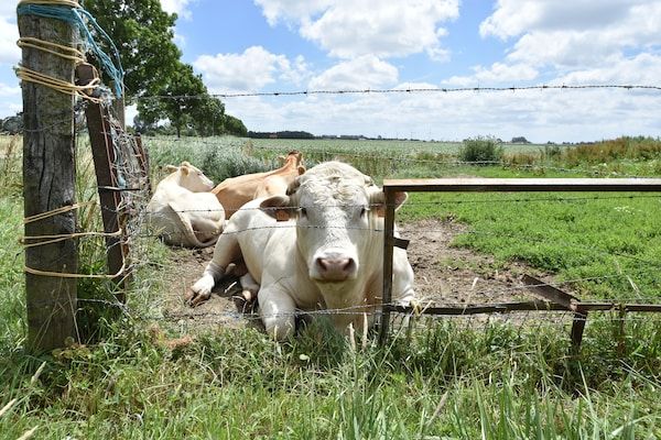 Het Mosselhuys in Bruinisse - Foto 40 van 40