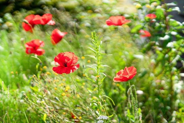 Vakantiepark Eigen Wijze 6 in Bant - Foto 36 van 36