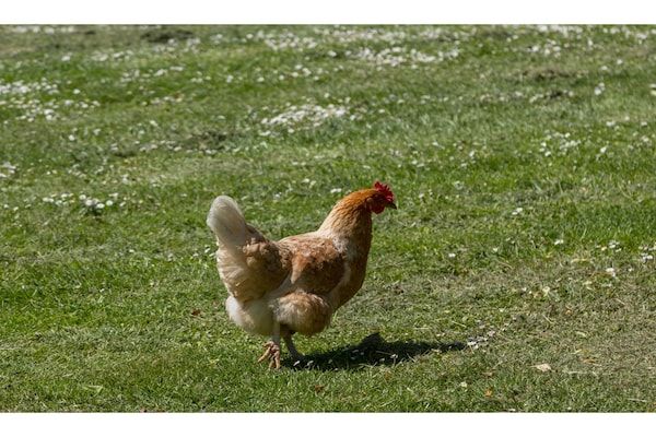 Lepelstraat 18A  Vrouwenpolder "'t Blauwtje" in Vrouwenpolder - Foto 40 van 40