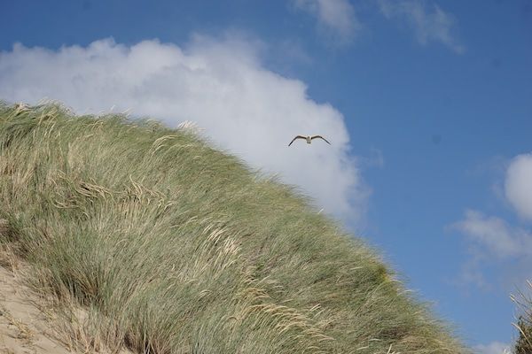 Sophiaboulevard 15 in Kamperland - Foto 40 van 40