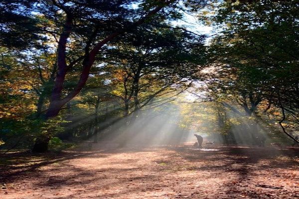 Bospark 't Wolfsven 8 in Mierlo - Foto 30 van 30