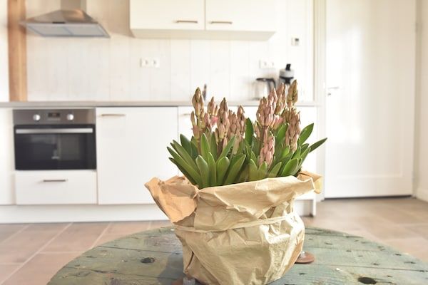 Hazenborgh - Studio Eb in Callantsoog - Foto 40 van 40