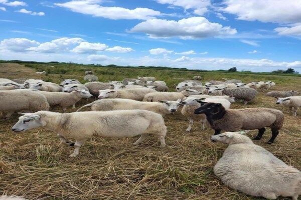 Aan de dwarsgracht in Giethoorn - Foto 40 van 40