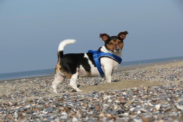 Noordzee Résidence Dishoek 12 in Koudekerke - Foto 40 van 40