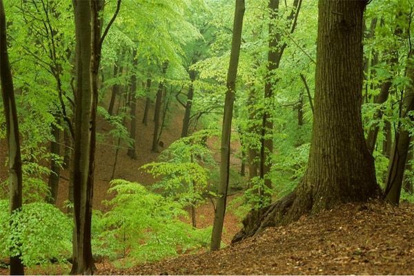 Strandpark Vlugtenburg 8 in 's-Gravenzande - Foto 33 van 33