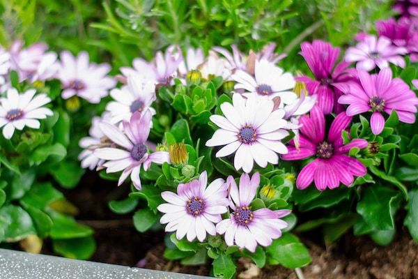 Peper en Zout in Kattendijke - Foto 40 van 40