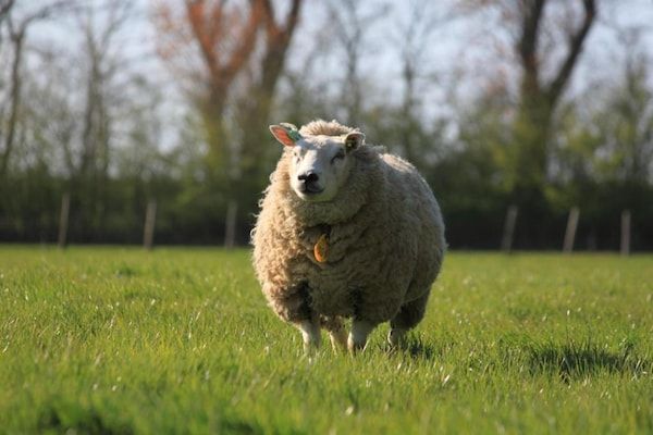 Recreatiepark Wiringherlant - Wiringher Chalet 94 in Hippolytushoef - Foto 41 van 41