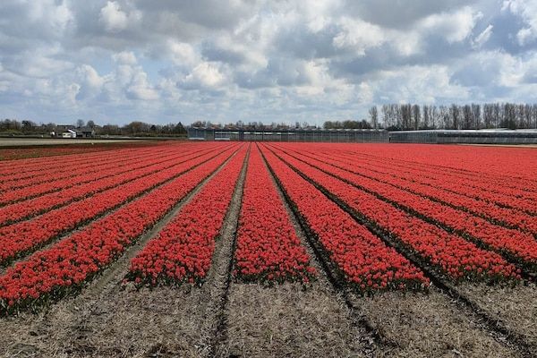 Calm Breeze in Noordwijkerhout - Foto 40 van 40