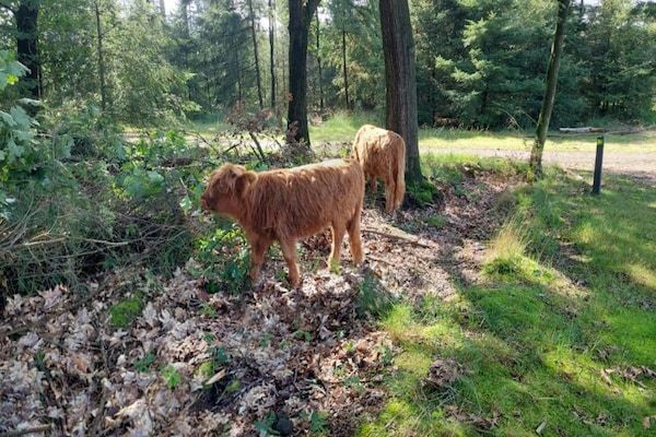 Park De Peel 1 in Vlierden - Foto 31 van 31