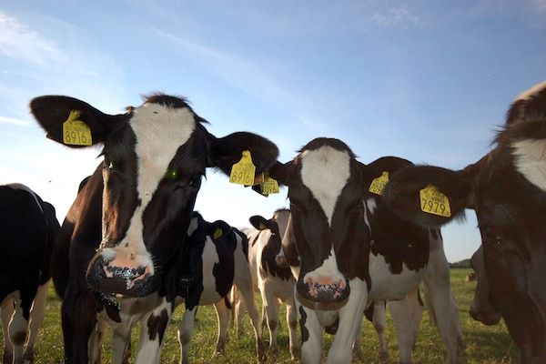 Recreatiepark Wiringherlant - Wiringher Chalet 83 in Hippolytushoef - Foto 37 van 37