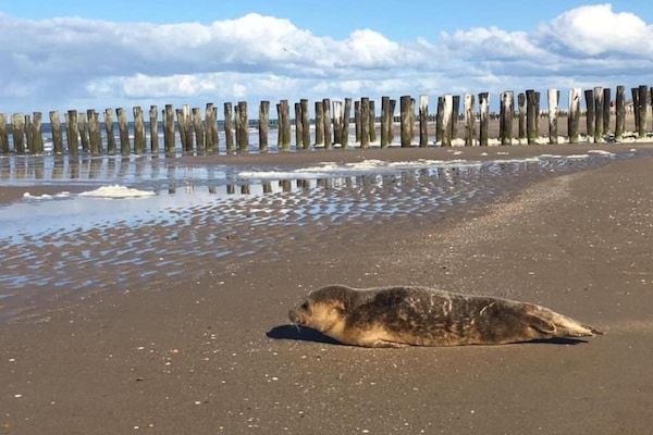 Buitenhof Domburg  16 in Domburg - Foto 40 van 40