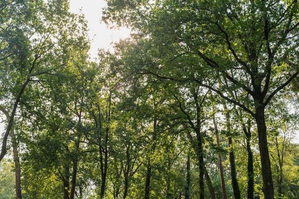 Vakantiepark De Rimboe & De Woeste Hoogte 42 in Hoenderloo - Foto 40 van 40