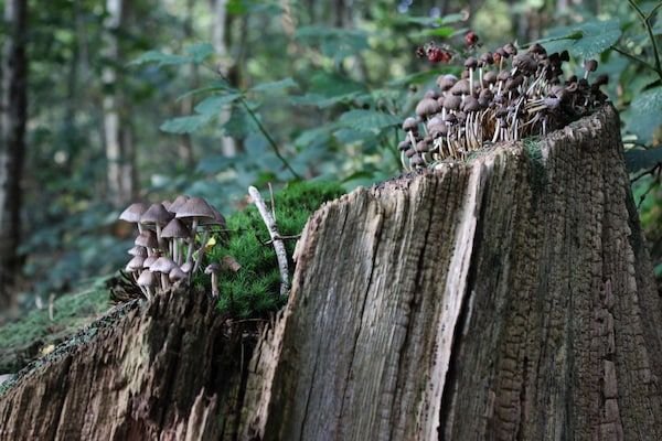 Dwergarend 17-17 in Voorthuizen - Foto 40 van 40