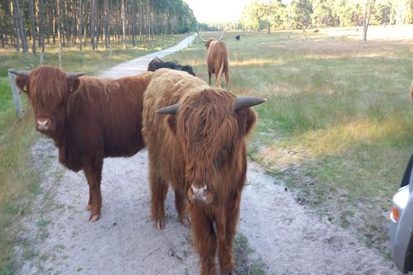 Luxe vakantiehuis Veluwe met Wellness in Veluwe - Foto 31 van 31