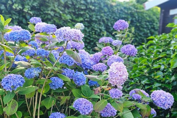 Chalet Kieftveen Voorthuizen II 4 pax -817 in Voorthuizen - Foto 40 van 40