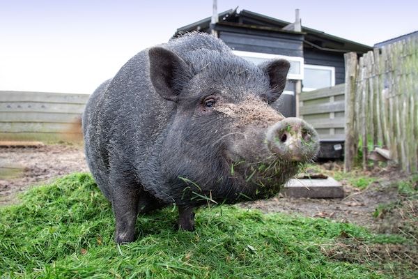 Wulpenweid 10 in Den Burg - Foto 40 van 40