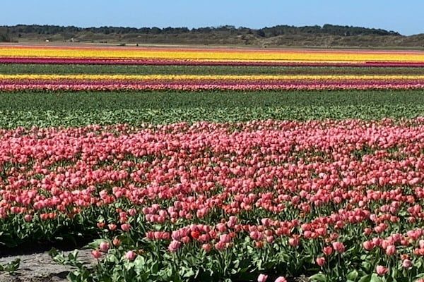 120299 in Sint Maartenzee - Foto 23 van 23