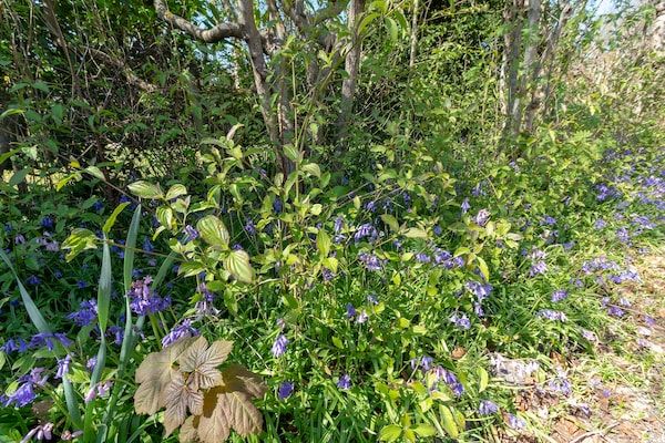 Duinland 183 in Sint Maartenszee - Foto 19 van 19