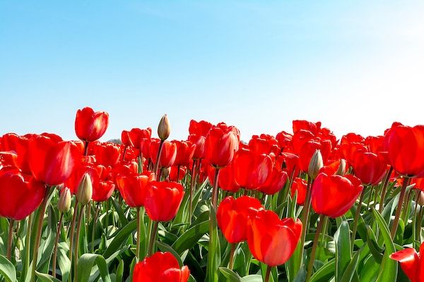 Beach Studio Campanula in Sint Maartenszee - Foto 29 van 29