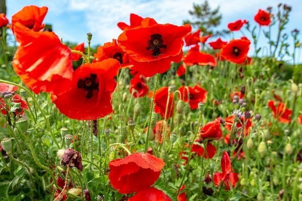Yperhof 66 in Julianadorp aan Zee - Foto 25 van 25