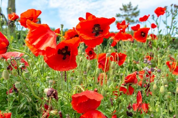 Klaproos in Groote Keeten - Foto 22 van 22