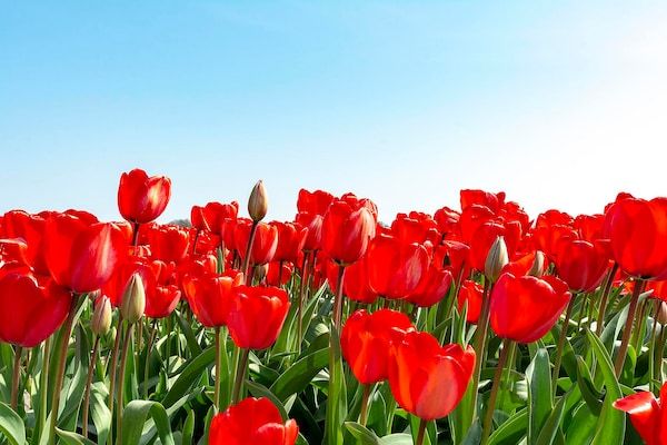 Ooghduyne 148 in Julianadorp aan Zee - Foto 25 van 25