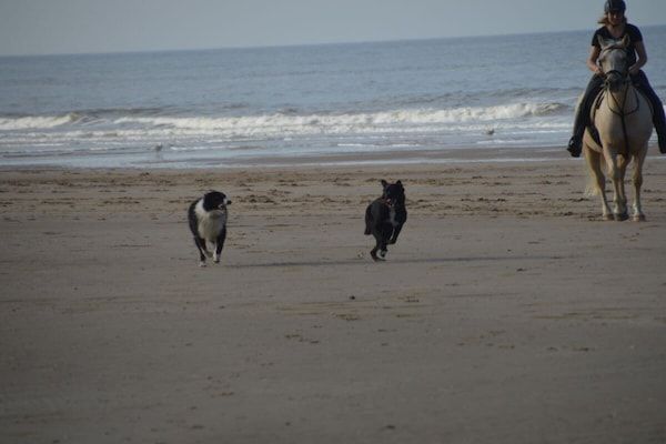 27139 in Egmond aan zee - Foto 11 van 11