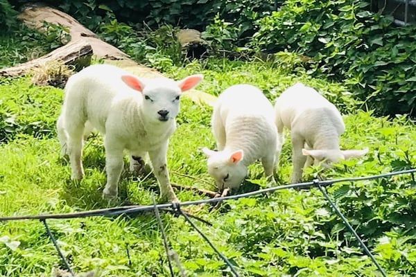Ruyghe Hoeck 4 in Sint Maartensbrug - Foto 24 van 24