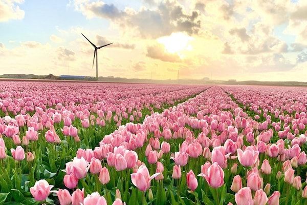 Campanula 132 in Sint Maartenszee - Foto 23 van 23