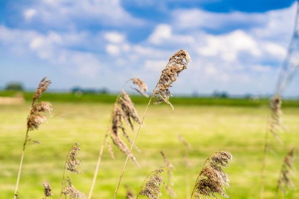 Bollen in Oud Ade - Foto 26 van 26